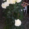 Schneewalzer